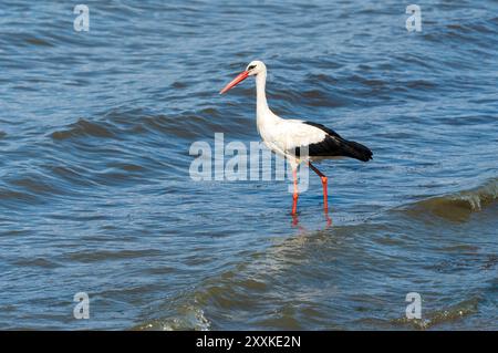 Anmutige Jagd: Weißstorch Vogel im Lake Water on Holiday - Sommerstimmung. Ciconia Ciconia Stockfoto