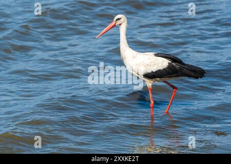 Anmutige Jagd: Weißstorch Vogel im Lake Water on Holiday - Sommerstimmung. Ciconia Ciconia Stockfoto