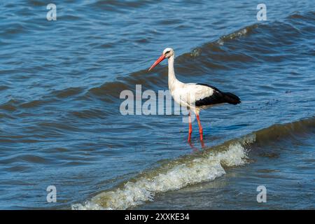 Anmutige Jagd: Weißstorch Vogel im Lake Water on Holiday - Sommerstimmung. Ciconia Ciconia Stockfoto