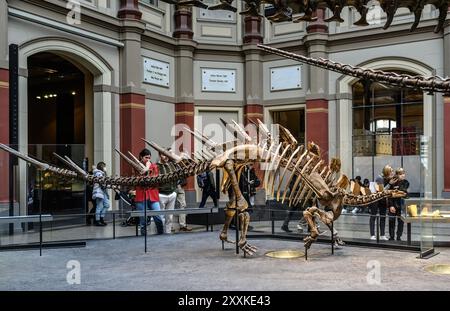 Belin, Deutschland - 20. Dezember 2022: Haupthalle des Berliner Naturmuseums mit Skeletten von Dinosauriern. Ausstellung über prähistorische Knochen an Dinosauriern. Stockfoto