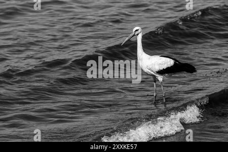 Anmutige Jagd: Weißstorch Vogel im Lake Water on Holiday - Sommerstimmung. Ciconia Ciconia. Monochromer Urlaub. Stockfoto