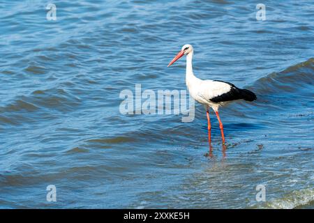 Anmutige Jagd: Weißstorch Vogel im Lake Water on Holiday - Sommerstimmung. Ciconia Ciconia Stockfoto