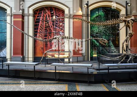 Belin, Deutschland - 20. Dezember 2022: Haupthalle des Berliner Naturmuseums mit Skeletten von Dinosauriern. Ausstellung über prähistorische Knochen an Dinosauriern. Stockfoto