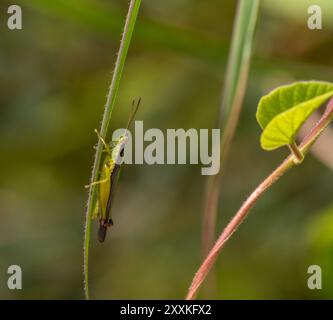 Grass hopper Stockfoto