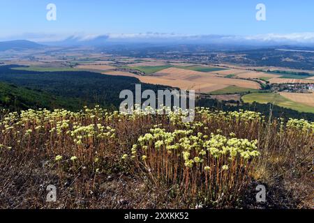 Landschaft mit blassem Steinpfropfen (Sedum sediforme) im Vordergrund Stockfoto