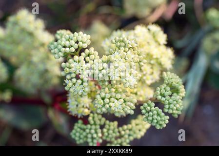 Auffällige Steinpilze, Hylotelephium Spectabile Sommerblumen Nahaufnahme selektiver Fokus Stockfoto