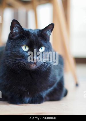 Dieses Bild zeigt eine Nahaufnahme einer schwarzen Katze mit einer auffälligen Kombination aus grünen und blauen Augen vor einem verschwommenen Holzstuhl-Hintergrund in A Stockfoto