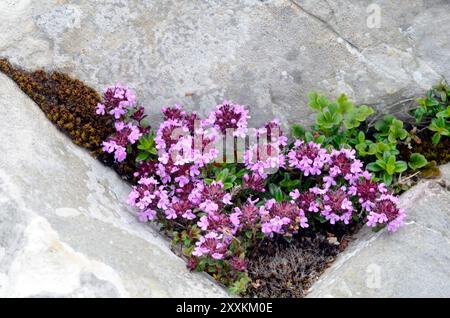 Breckland Thymian-Gesteinspflanze (Thymus serpyllum), die zwischen Felsen wächst Stockfoto