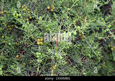 Blätter und Früchte des wacholders (Juniperus sabina) Stockfoto