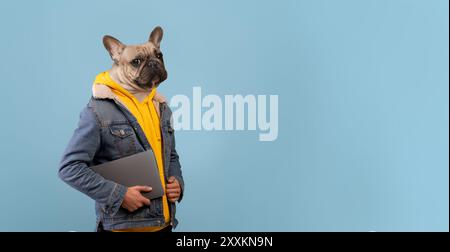Ein verspielter französischer Bulldog in lässiger Kleidung mit Laptop Stockfoto