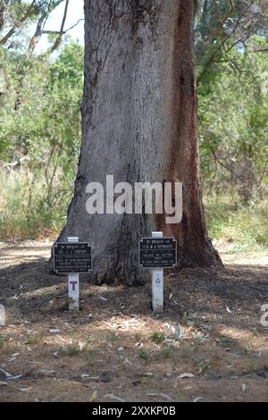 Einzelne Gedenktafeln an gefallene Soldaten am Fuße eines großen Baumes im Kings Park and Botanic Garden, Perth, Western Australia Stockfoto