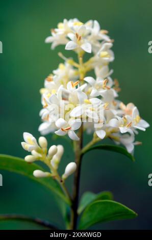 Blüten des europäischen Gehölzes (Ligustrum vulgare) mit grünem Hintergrund Stockfoto