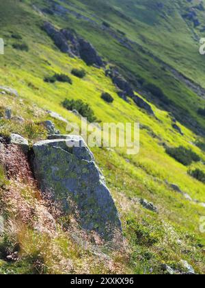 Ein großer, moosbedeckter Felsen liegt allein inmitten einer lebhaften Weite aus grünen Büschen und Gräsern auf einem Hügel und fängt die Ruhe und üppige Schönheit der nat ein Stockfoto