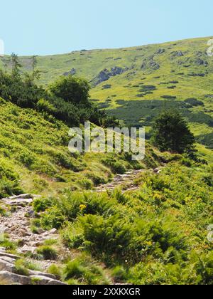 Ein grüner, hügeliger Pfad schlängelt sich durch eine üppige Landschaft, lädt zu Entdeckungen und Abenteuern ein und zeigt das lebhafte Grün und die natürliche Schönheit des Grafen Stockfoto