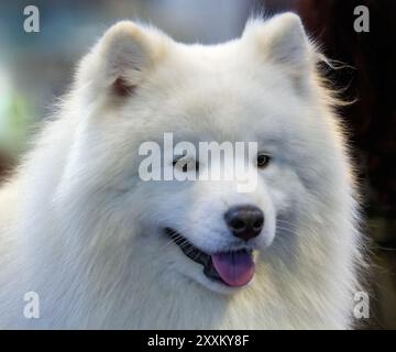 Ein süßer weißer Samoidenkopf Stockfoto