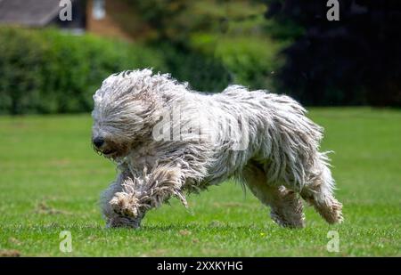 Ungarischer Komondor, der auf Gras läuft Stockfoto