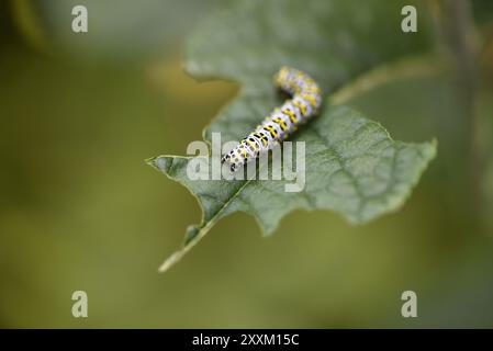 Makrobild einer Mullein Mottenraupe (Shargacucullia verbasci) auf einem Buddleia-Pflanzenblatt, nach unten gerichtet, vor grünem Hintergrund, aufgenommen in Großbritannien Stockfoto
