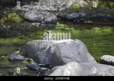 Juvenile Rattenschwanz (Motacilla alba) auf einem großen Felsen in der Mitte eines Flusses in Mitte von Wales, Großbritannien im Sommer Stockfoto