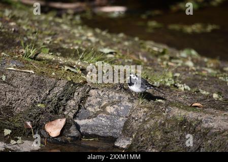 Bild eines Rattenschwanzes (Motacilla alba) auf einem Rocky River Bank mit dem linken Auge auf der Kamera, aufgenommen an einem sonnigen Tag in Wales, Großbritannien Stockfoto