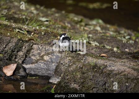 Mittleres Vordergrundbild eines erwachsenen Rattenschwanzes (Motacilla alba) am Rande einer Rocky River Bank, Blick rechts vom Bild, aufgenommen in Großbritannien Stockfoto