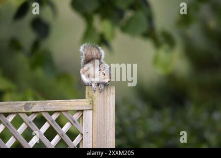 Vordergrundbild eines Grauen Eichhörnchens (Sciurus carolinensis), das auf einem hölzernen Zaunpfosten gebeugt ist, mit gewelltem Schwanz hinten und Auge auf der Kamera Stockfoto