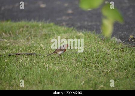 Europäischer Robin (Erithacus rubecula) auf Augenhöhe im rechten Profil auf kurzem Gras mit einem Wurm im Schnabel, aufgenommen in Mitte von Wales, Großbritannien im Sommer Stockfoto