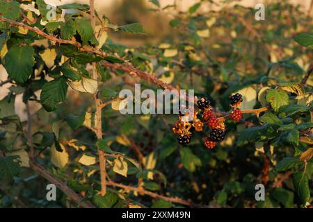 Waldfrüchte auf brombeerbusch mit Abendlicht, Agres, Spanien Stockfoto