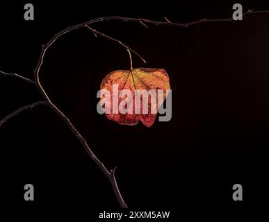 Blatt und Zweig des östlichen Rotknospenbaums (Cercis canadencis), im Herbst hinterleuchtet. Stockfoto