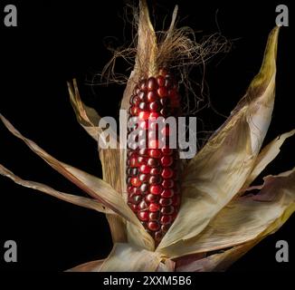 Ohr aus Glas Edelstein Mais (Zea mays) Stockfoto