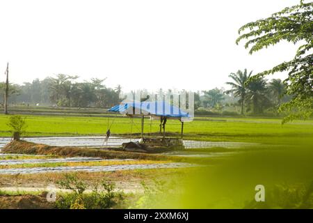Kleine Hütten inmitten von Reisfeldern werden von den Bauern meist als Ort zum Ausruhen und Ausweichen der Sonne genutzt Stockfoto