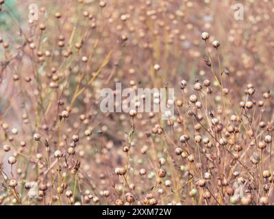 Trockenkernkapseln von Feldflachs, die für Flachsfasern und als Quelle für Leinöl angebaut werden. Linum usitatissimum-Pflanzen sind wichtig in Stockfoto