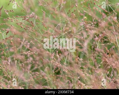 Panicum virgatum blühendes Ziergras. Die blühenden poaceae-Pflanzen stammen auf grünem Vegetationshintergrund. Grasblumen schweben im W Stockfoto