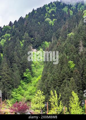 Farbenfroher bewachsener Berghang in der Nähe des Dorfes Uzungol an der Küste des Usungol Sees in grünen bewachsenen Bergen im Bezirk Caykara der Provinz Trabzon, Stockfoto