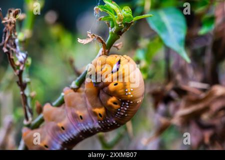 Die Larve oder braune Raupen kriecht auf Baumblättern Stockfoto