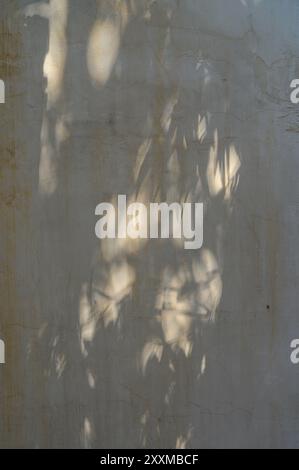 Schatten von verschiedenen Pflanzen auf der strukturierten, gelb-orangen Wand Stockfoto