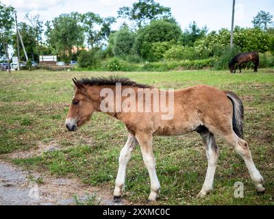 Fohlen auf Weide in Kaliningrad, Russland am Sommertag Stockfoto