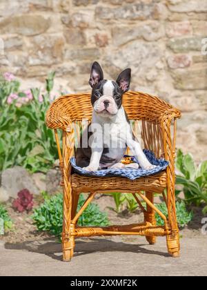 Junger Hund Boston Terrier Welpe, auch Boston Bull genannt, schwarz mit weißen Markierungen, sitzt auf einem kleinen Korbstuhl in einem Garten Stockfoto