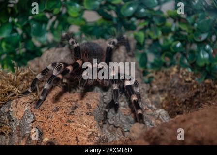 Große wütende Spinne Stockfoto