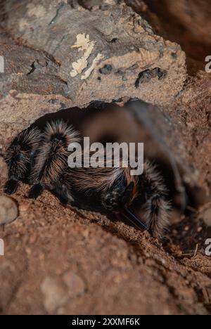 Große wütende Spinne Stockfoto