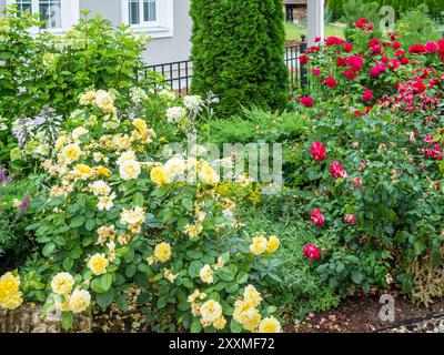 Sträucher mit gelben und roten Rosen im Garten vor dem Dorfhaus am Sommertag Stockfoto