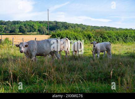 Landwirtschaft im Burgund, ländliche Landschaft mit weißen Kühen auf grünen Weiden, Sommer im Burgund, Frankreich Stockfoto