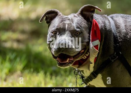 Pitbull-ähnliche Hunde werden in den Vereinigten Staaten häufig für Hundekämpfe eingesetzt, eine Praxis, die fortgesetzt wird, obwohl sie verboten ist Stockfoto
