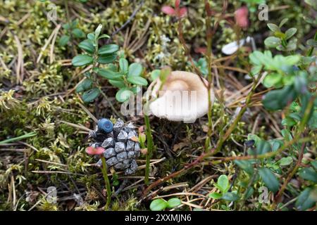 Ounasvaara Nature Trail, Rovaniemi, Lappland, Finnland Stockfoto