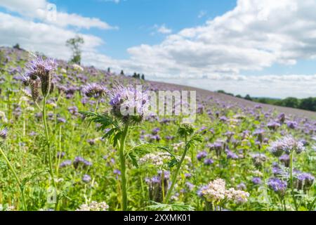Fernleaf fiddleneck (Phacelia tanacetifolia), auch bekannt als Purple tansy und wird als Gründünger in der Landwirtschaft verwendet. Kington Herefordshire Vereinigtes Königreich. August Stockfoto