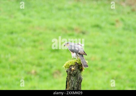 Männlicher Sperber (Accipiter nisus), der auf moosbedecktem, verfaulendem Baum thront. Ringford Schottland Großbritannien. April 2024 Stockfoto