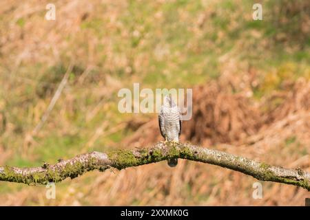 Erwachsenes weibliches Sparrowhawk (Accipiter nisus), das auf einem moosbedeckten Baumstamm thront. Ringford Schottland Großbritannien. April 2024 Stockfoto