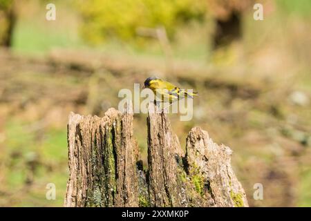 Erwachsener männlicher Siskin (Carduelis spinus), der auf verfallendem Baumstumpf thront. Ringford Schottland Großbritannien. April 2024 Stockfoto