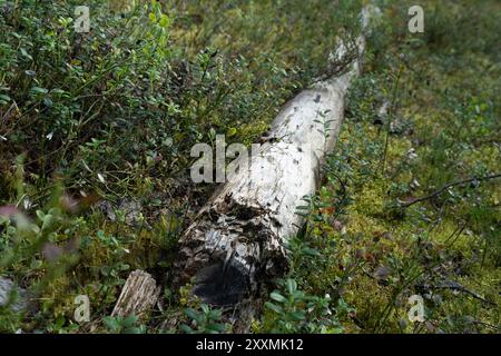 Ounasvaara Nature Trail, Rovaniemi, Lappland, Finnland Stockfoto