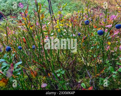 Wilde Blaubeeren im schwedischen Wald Stockfoto