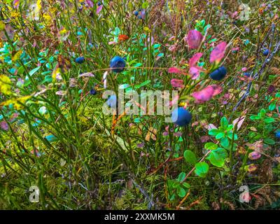 Wilde Blaubeeren im schwedischen Wald Stockfoto